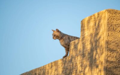 Do I Need To Keep Cats Off My Commercial Flat Roof?