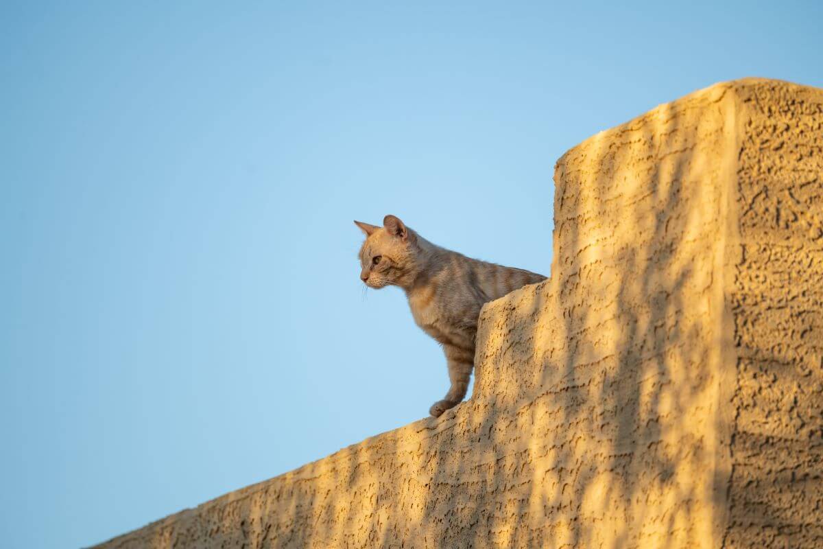 Cat On a Commercial Flat Roof | Flat Roof Solutions