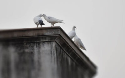 How To Keep Birds Off Your Commercial Flat Roof