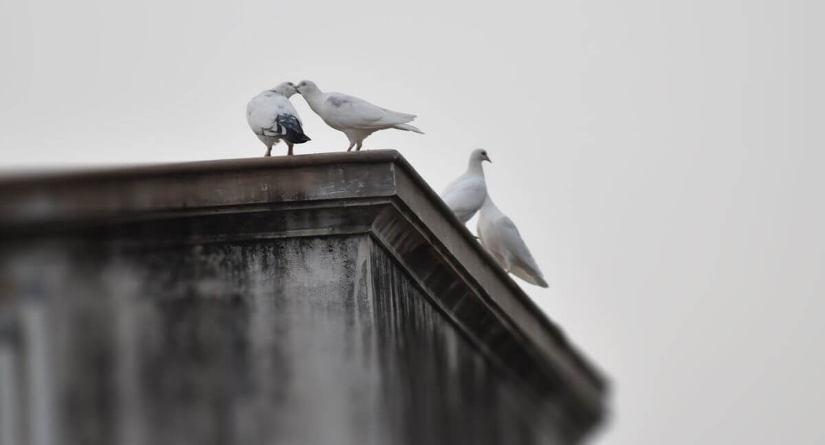 Birds on a Commercial Flat Roof | Flat Roof Solutions